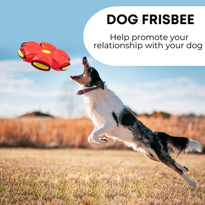 Dog Frisbee